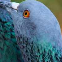 Pidgeon
