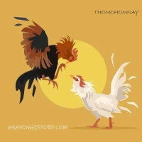 thomohomnayzacht