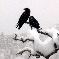 cuspcrow