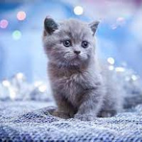 kittycat