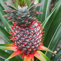 aparticularpineapple