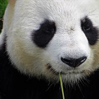 pandoza-vg168