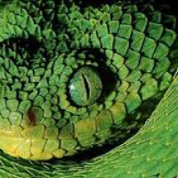 bushviper