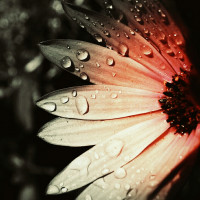 Aphrodisiac_