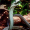 mamba9472