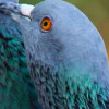 Pidgeon