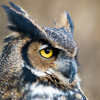 Nightowl005