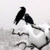 cuspcrow