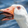 McMadow