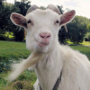 Goatz