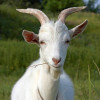 Goat Goebbels