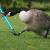 Goose3301