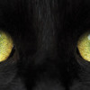 Ninelives83