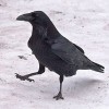 ChivalrousRaven