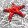 StarfishStarfish