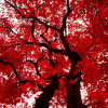 Crimson_Ranger