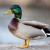 6kingduck6