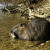 Myocastor_Coypus