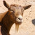 Goatgoat