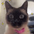 Catthrow