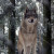 RedWolf