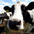 Cowcow