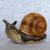 Snailsnail