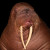 Walruswalrus