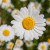 daisychainEB