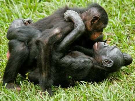 Living Like Bonobos