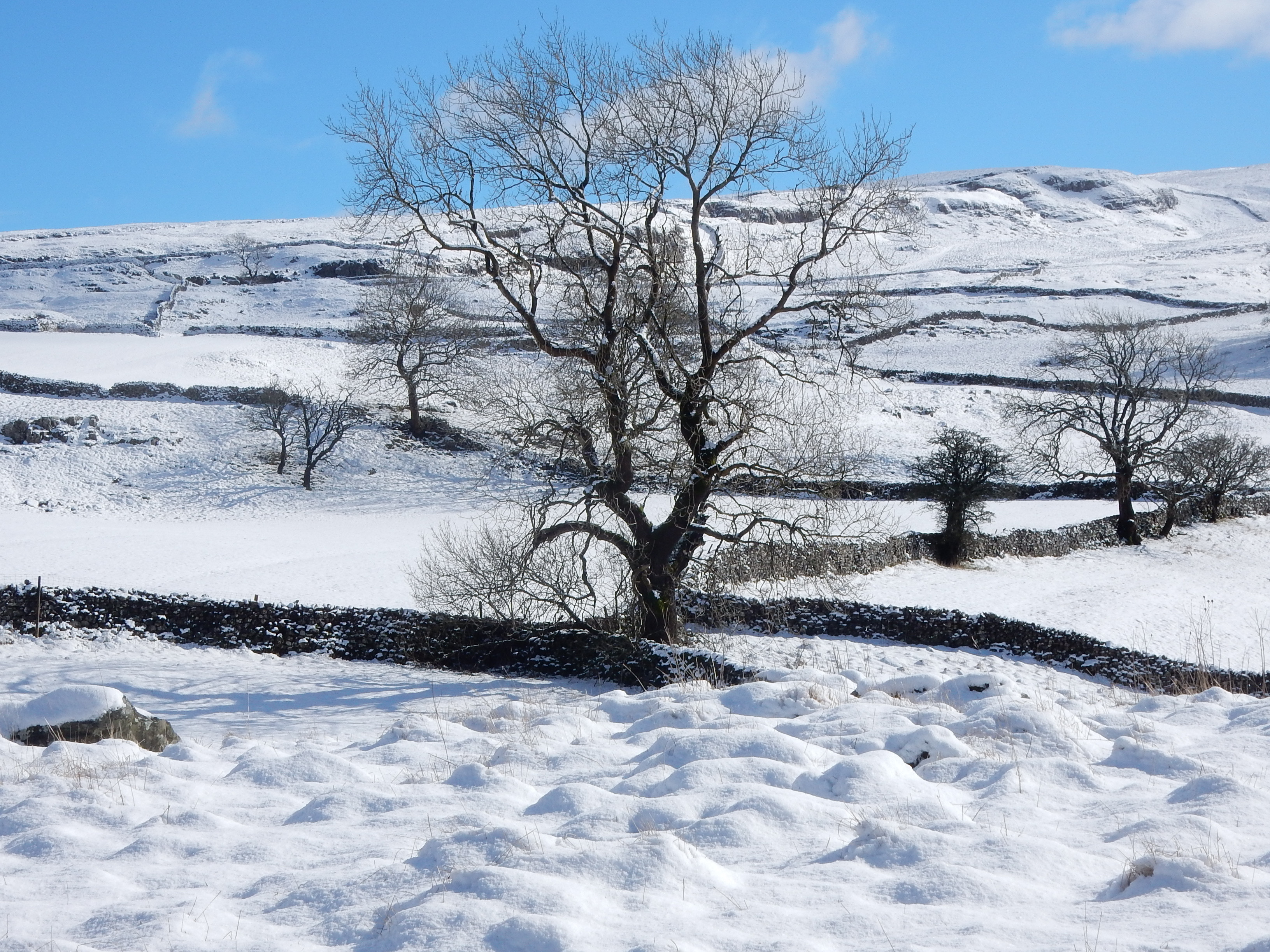 A Winter Walk