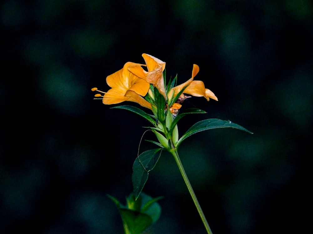 The Flowers and The Forest