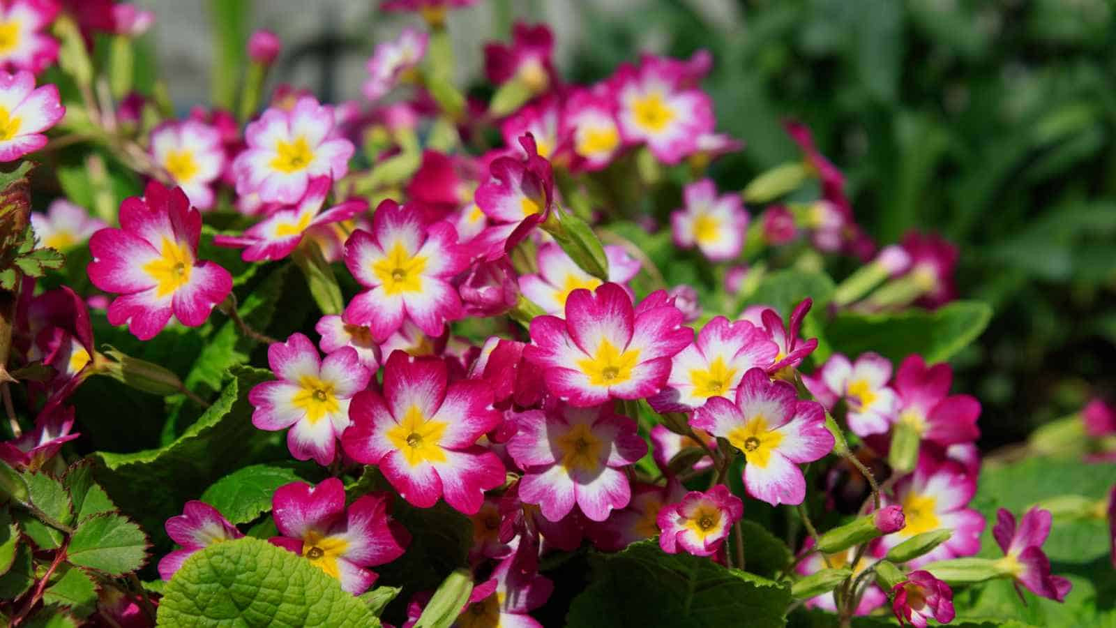 Blooming Girl