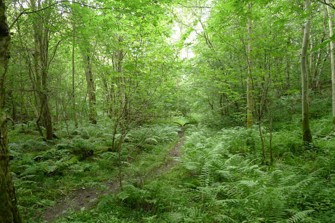 The Secrets Of Woden Woods