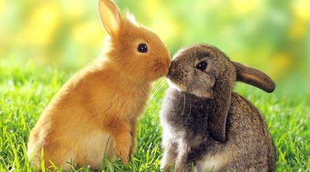 My Horny Rabbit