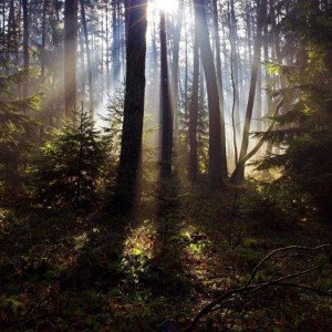 Un écho dans les bois