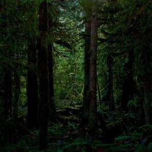 The Strange Forest