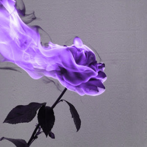 My Shrieking Violet