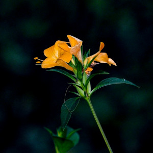 The Flowers and The Forest