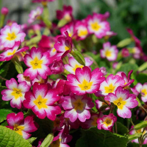 Blooming Girl