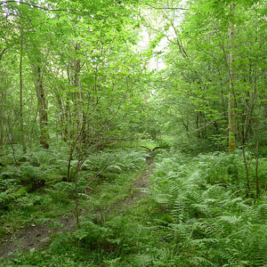 The Secrets Of Woden Woods