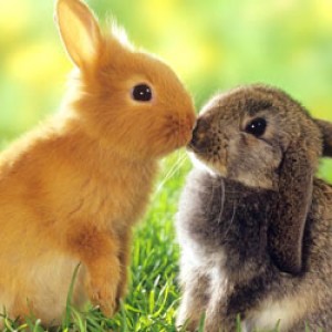 My Horny Rabbit