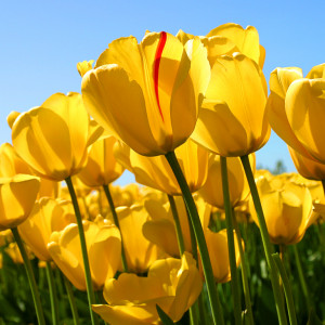 SissyMmarshas Sissy Fantasy