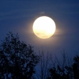 Night of the Were-Thing