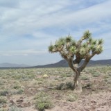 A walk in the desert