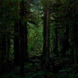 The Strange Forest