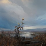The Barren Lands