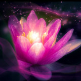 Seductive Lotus