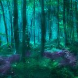 Forest of Dryads
