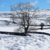 A Winter Walk
